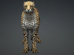 DOWNLOAD Cheetah 3D MODEL 3D Model