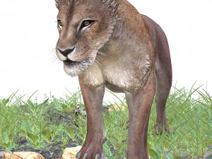 BAIXAR GATO MODELO 3D GATO LEOA TIGRE LE&Atilde;O CHITA LEOPARDO PREDADOR RAPTOR LEOA MONSTRO Modelo 3D