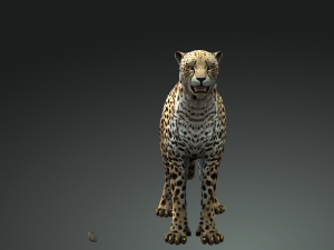 DOWNLOAD CAT 3D MODEL CAT LIONESS TIGER LION CHEETAH LEOPART PREDATOR RAPTOR LIONESS MONSTER 3D 모델