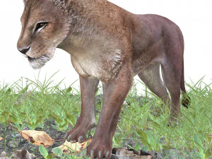 BAIXAR GATO MODELO 3D GATO LEOA TIGRE LE&Atilde;O CHITA LEOPARDO PREDADOR RAPTOR LEOA MONSTRO Modelo 3D