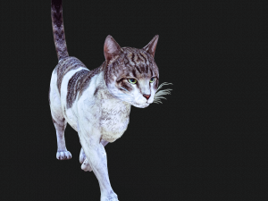 DOWNLOAD CAT 3D MODEL CAT LIONESS TIGER LION CHEETAH LEOPART PREDATOR RAPTOR LIONESS MONSTER 3D 모델