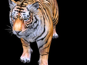 BAIXAR GATO MODELO 3D GATO LEOA TIGRE LE&Atilde;O CHITA LEOPARDO PREDADOR RAPTOR LEOA MONSTRO Modelo 3D
