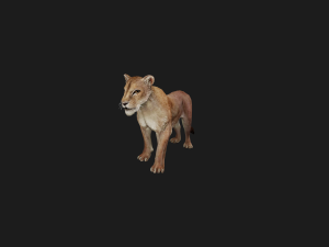DOWNLOAD CAT 3D MODEL CAT LIONESS TIGER LION CHEETAH LEOPART PREDATOR RAPTOR LIONESS MONSTER 3D 모델