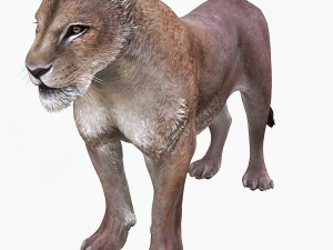 DOWNLOAD CAT 3D MODEL CAT LIONESS TIGER LION CHEETAH LEOPART PREDATOR RAPTOR LIONESS MONSTER 3D 모델