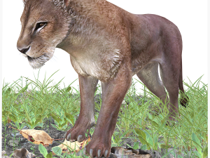 DOWNLOAD CAT 3D MODEL CAT LIONESS TIGER LION CHEETAH LEOPART PREDATOR RAPTOR LIONESS MONSTER 3D 모델