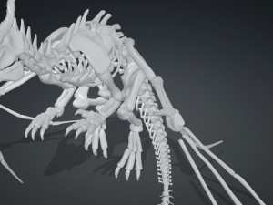 BONES FLYING DRAGON - ANIMATED DRAGON 3D Model