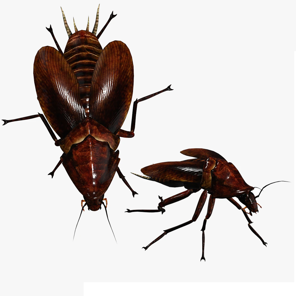 Cockroach 3D Model .c4d .max .obj .3ds .fbx .stl .blend