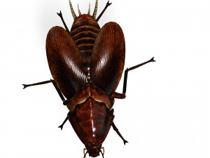 Cockroach 3D Model