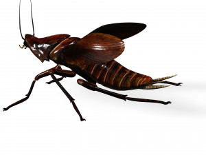 Cockroach 3D Model