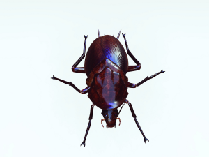 Cockroach 3D Model