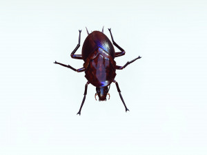 Cockroach 3D Model
