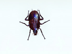 Cockroach 3D Model