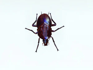 Cockroach 3D Model