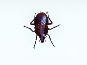 Cockroach 3D Model