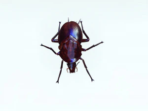 Cockroach 3D Model
