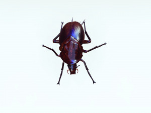 Cockroach 3D Model