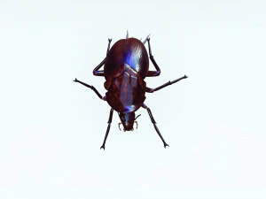 Cockroach 3D Model