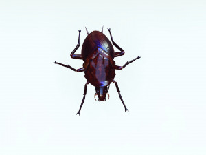 Cockroach 3D Model