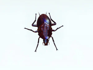 Cockroach 3D Model
