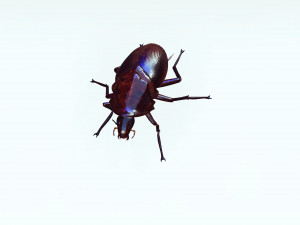 Cockroach 3D Model