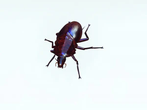 Cockroach 3D Model