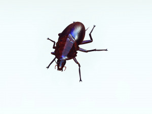 Cockroach 3D Model
