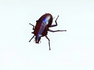 Cockroach 3D Model