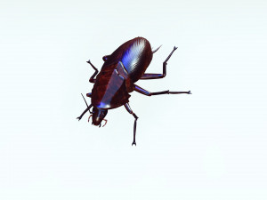 Cockroach 3D Model