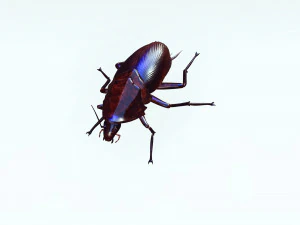 Cockroach 3D Model