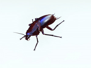 Cockroach 3D Model