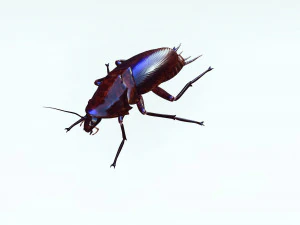 Cockroach 3D Model