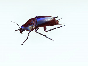 Cockroach 3D Model