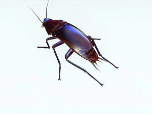 Cockroach 3D Model