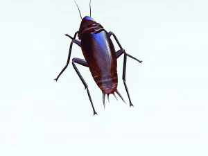 Cockroach 3D Model