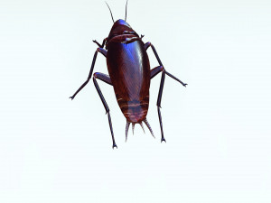 Cockroach 3D Model