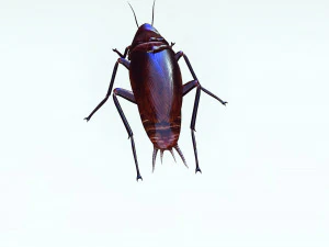 Cockroach 3D Model