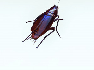 Cockroach 3D Model