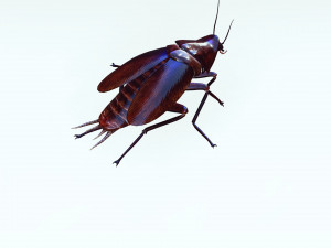 Cockroach 3D Model