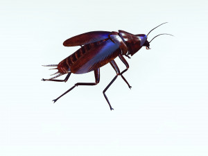 Cockroach 3D Model