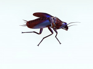 Cockroach 3D Model