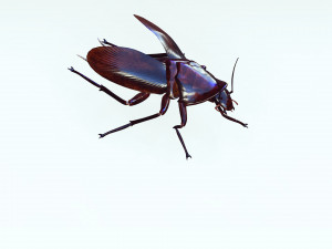Cockroach 3D Model