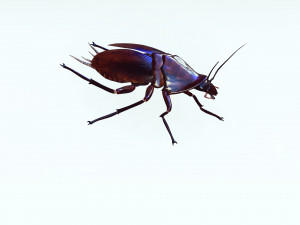 Cockroach 3D Model