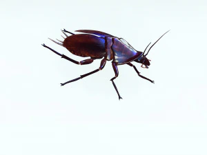Cockroach 3D Model
