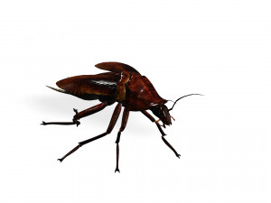 Cockroach 3D Model