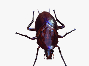 Cockroach 3D Model