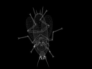 Cockroach 3D Model
