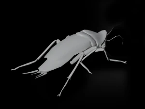 Cockroach 3D Model