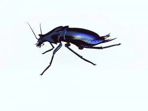 Cockroach black 3D Model