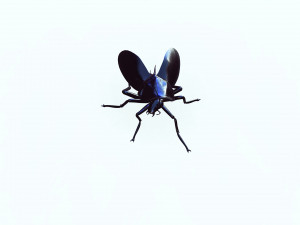Cockroach black 3D Модель