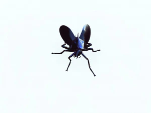 Cockroach black 3D Model
